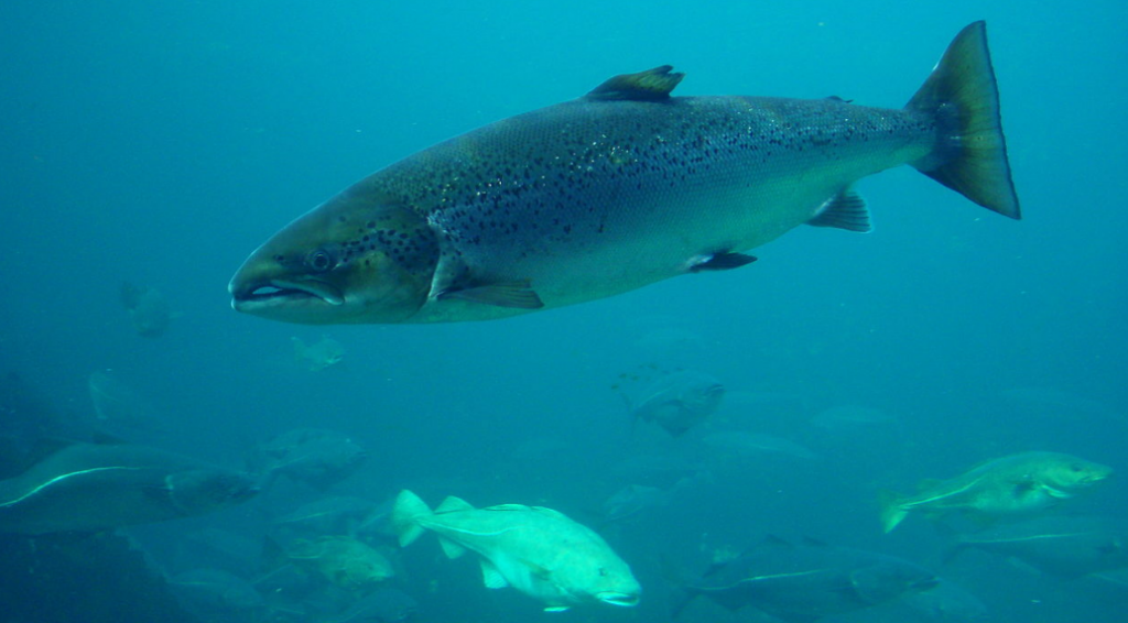 90 Mouches De Pêche Au Saumon - Rivière Kenaï Et Russie - Lot