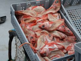 Du sébaste pour appâter le crabe des neiges