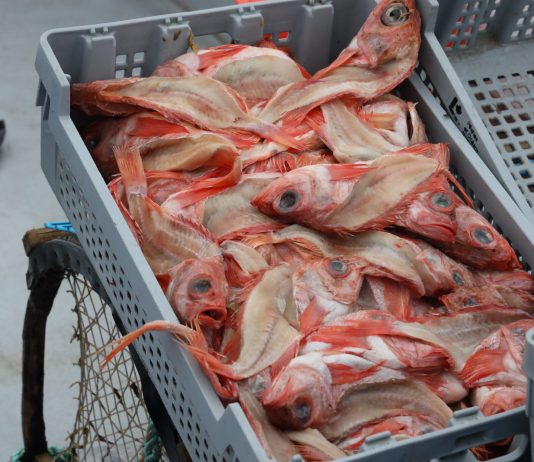 Du sébaste pour appâter le crabe des neiges