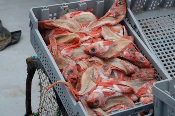 Sebaste-appat-Iles-Merinov-2048x1365