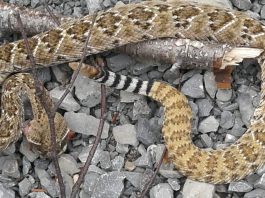 2 citoyens se font surprendre par un serpent à sonnette en liberté à Gaspé