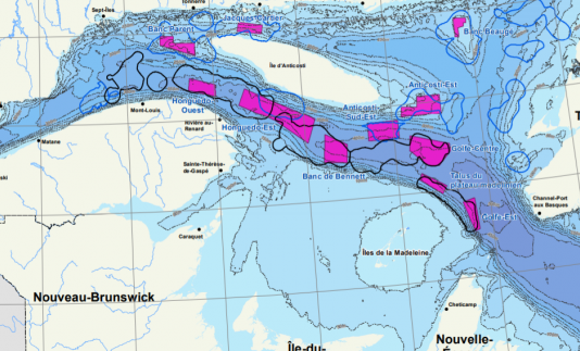 11 nouvelles zones de conservation marine dans le Saint-Laurent