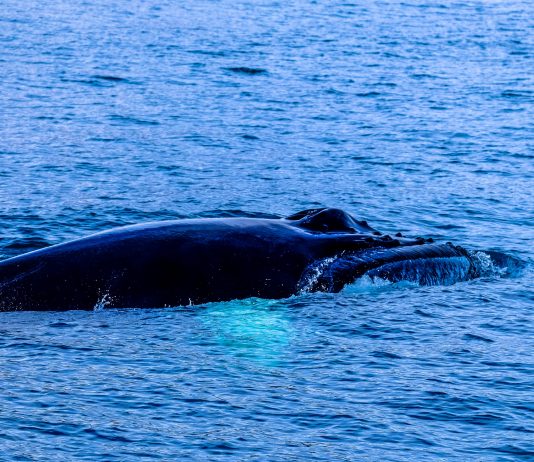 Une baleine noire libérée