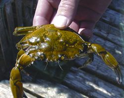 Le crabe vert dans la mire du MPO