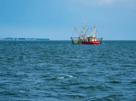 Les crevettiers gaspésiens somment Ottawa de revoir leurs baisses de quota très élevées