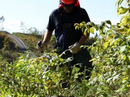 Un projet pilote pour la rémunération des travailleurs en aménagement forestier