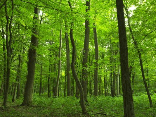 Capacité forestière en diminution en Gaspésie