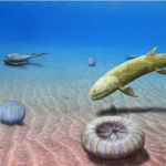 La découverte d’une nouvelle espèce d’invertébré à Miguasha