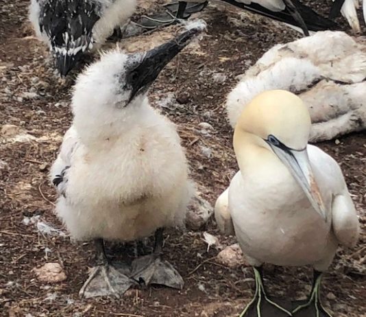 Taux reproducteur des fous de Bassan en hausse