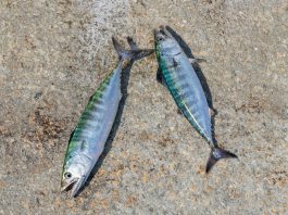 Fin de la première période de pêche d’appât du maquereau