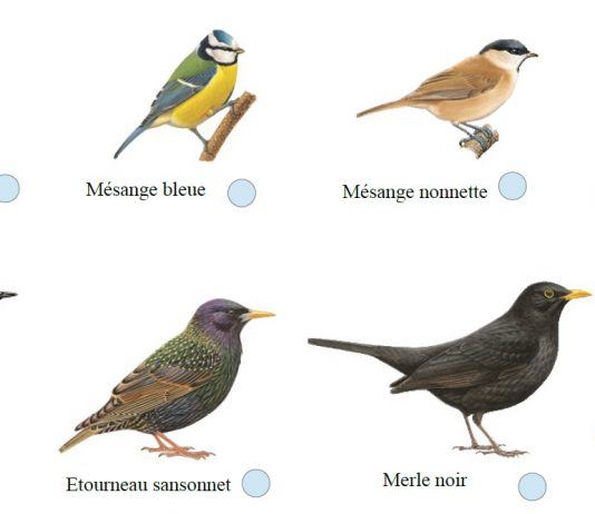Causerie sur les livres ayant pour thème « LES OISEAUX »
