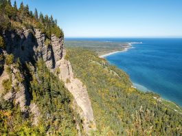 15 000 nouveaux arbres habiteront dans le parc national Forillon
