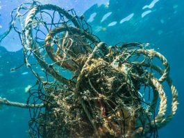 Environ 11 000 kg d’engins fantômes retirés du golfe grâce à l’ACPG