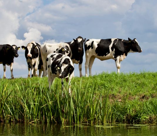 Un deuxième mandat pour la Gaspésienne Jennifer Hayes