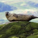 La grippe aviaire touche maintenant des phoques