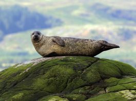 La grippe aviaire touche maintenant des phoques