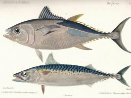 Le maquereau en condition critique