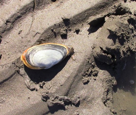 La pêche aux coques devant le comité des pêches à Ottawa