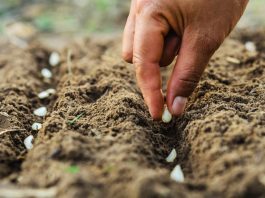 Partir du bon pied : sol et semences