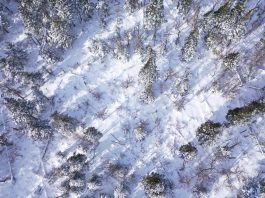 Impact de la surabondance d’orignaux démontrée par drones